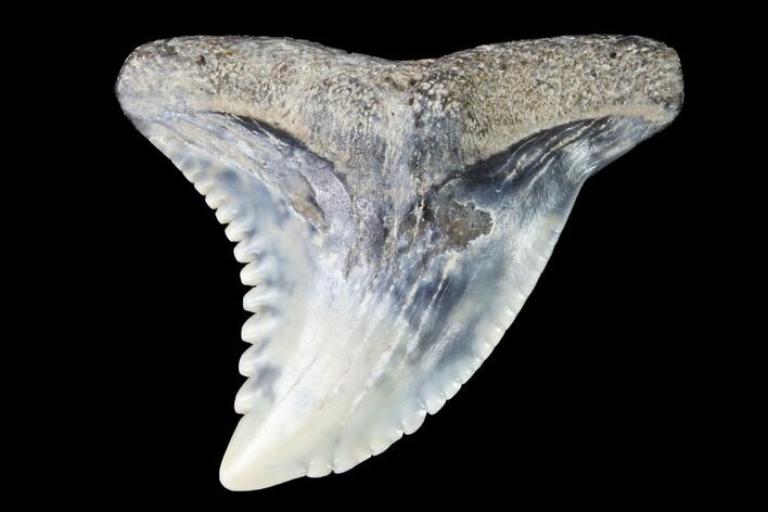 Hemipristis Shark Tooth Fossil - Virginia #96528